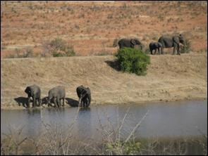 Olifanten Krugerpark